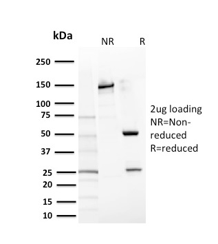 Anti-c-Kit Antibody [KIT/2669] - BSA and Azide free