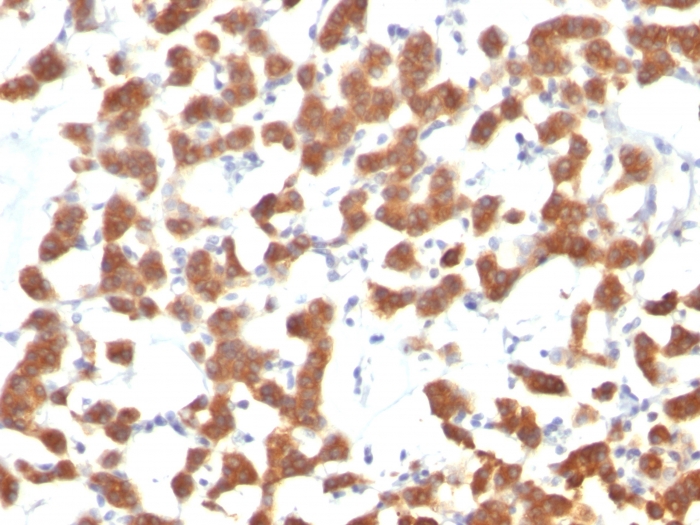 Anti-Cytokeratin 18 Antibody [C-04] - BSA and Azide free