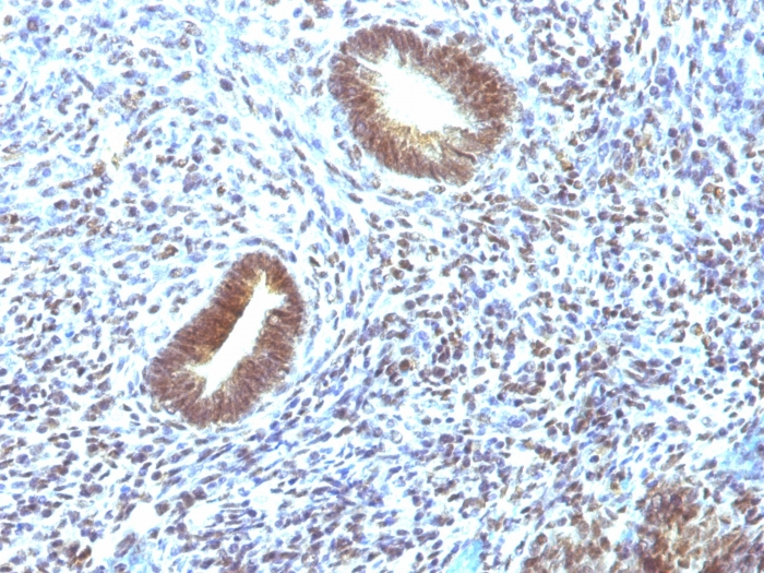 Anti-MAP3K1 Antibody [2F6] - BSA and Azide free