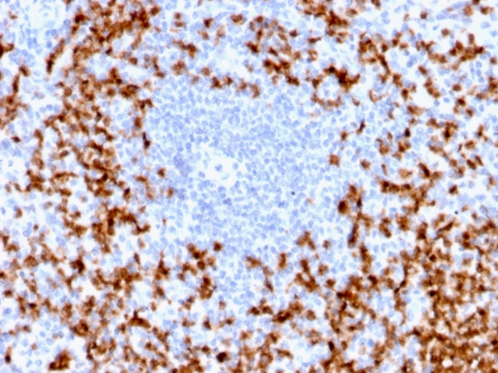 Anti-MMP9 Antibody [MMP9/2025R] - BSA and Azide free