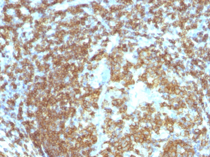 Anti-CD45RA Antibody [158-4D3] - BSA and Azide free