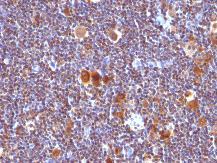 Anti-Bax Antibody [SPM336] - BSA and Azide free