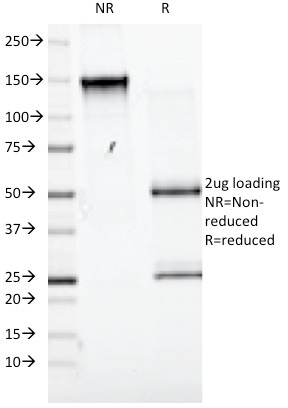 Anti-CD98 Antibody [UM7F8] - BSA and Azide free