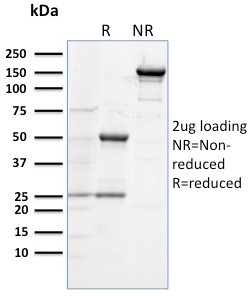 Anti-TLR4 Antibody [TLR4/230] - BSA and Azide free