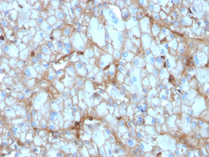 Anti-C1QA Antibody [C1QA/2954] - BSA and Azide free