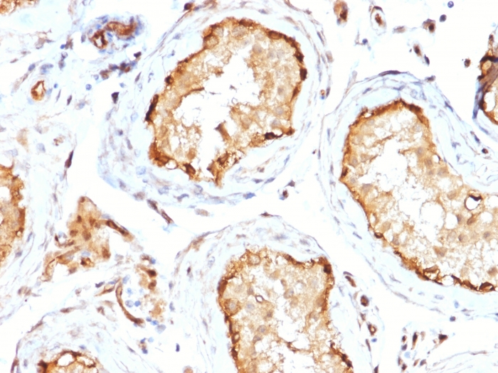 Anti-14-3-3E Antibody [CPTC-YWHAE-1] - BSA and Azide free