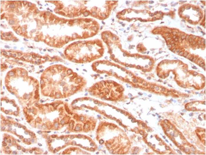 Anti-Carbonic Anhydrase IX Antibody [CA9/3406] - BSA and Azide free