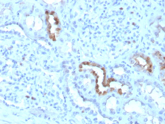 Anti-Calbindin Antibody [CALB1/3333] - BSA and Azide free