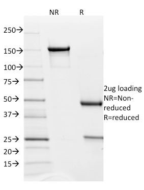 Anti-PD-L2 Antibody [PDL2/1850] - BSA and Azide free