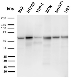 Anti-PD-L2 Antibody [PDL2/2676] - BSA and Azide free