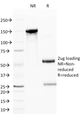 Anti-CD59 Antibody [BRA-10G] - BSA and Azide free