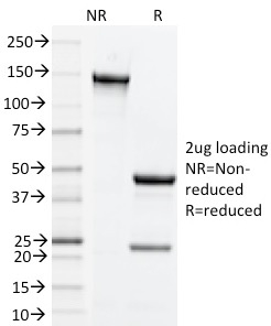 Anti-CD134 Antibody [OX-86] - BSA and Azide free