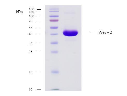 Recombinant Ves v 2 (2.0101) Protein