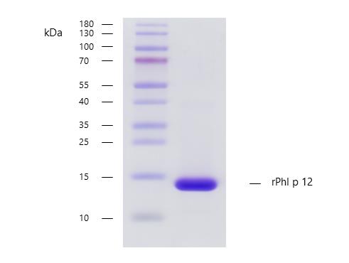 Recombinant Phl p 12 (12.0101) Protein