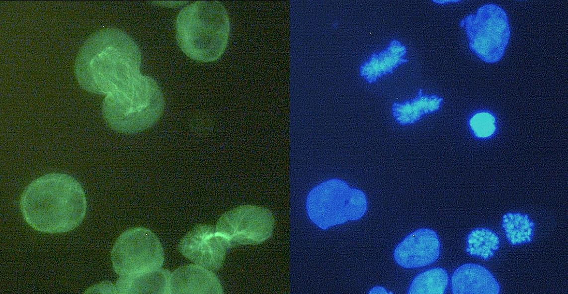 Anti-alpha Tubulin Antibody [YOL1/34] - Identical to Abcam (ab6161)