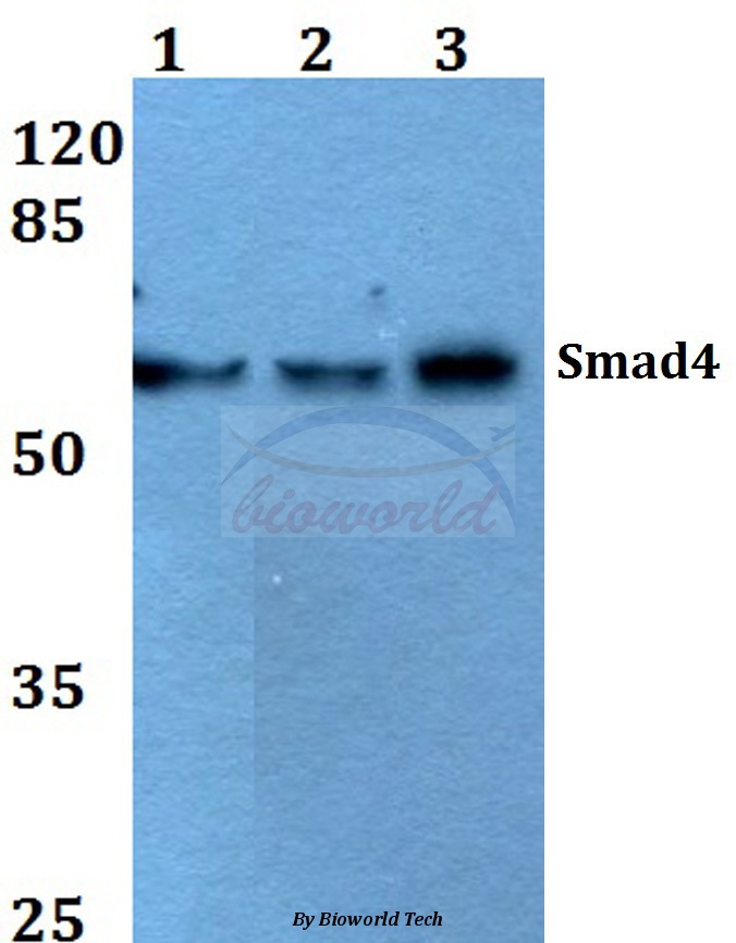 Anti-Smad4 (L43) Antibody