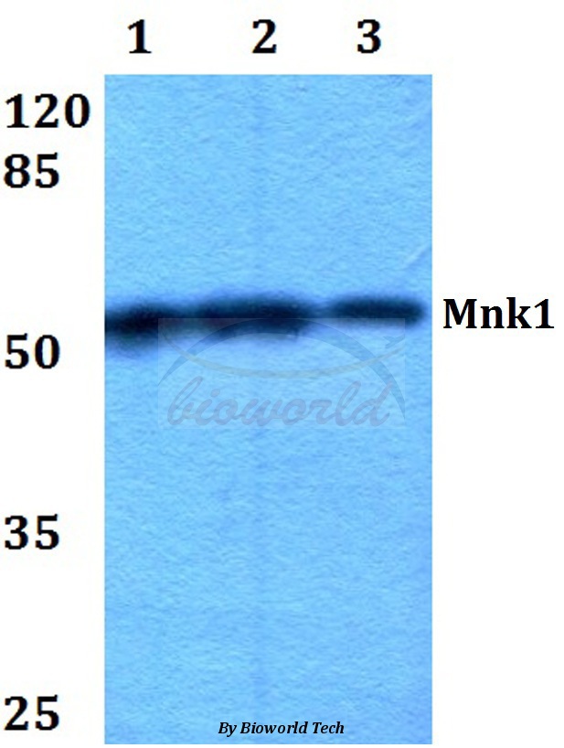 Anti-Mnk1 (I136) Antibody