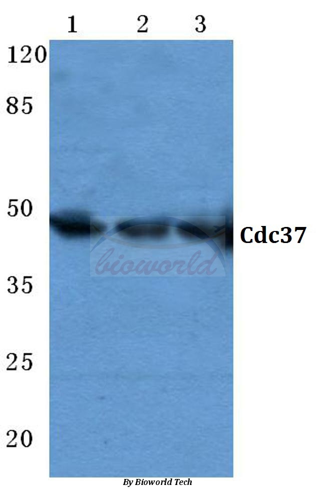 Anti-Cdc37 (F259) Antibody