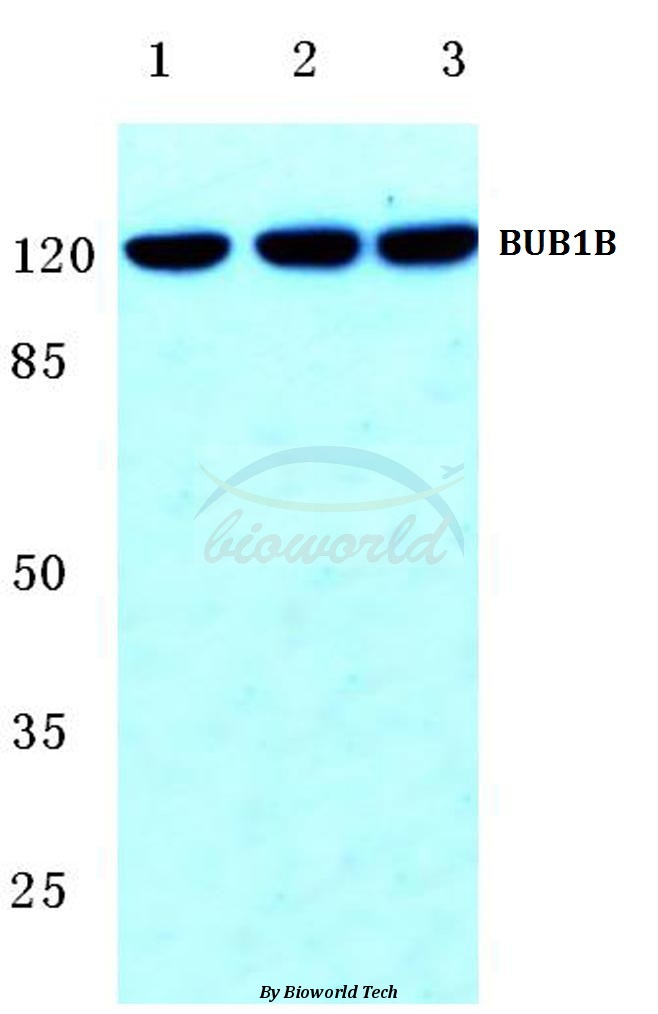 Anti-BUB1B (T368) Antibody