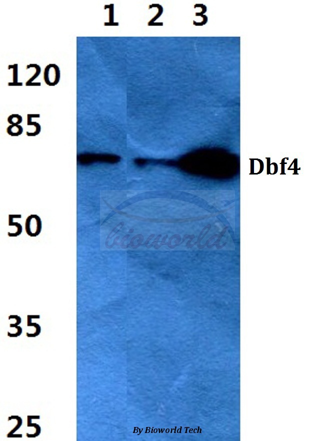 Anti-Dbf4 (I18) Antibody