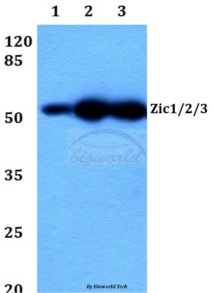 Anti-Zic1/2/3 (D348) Antibody