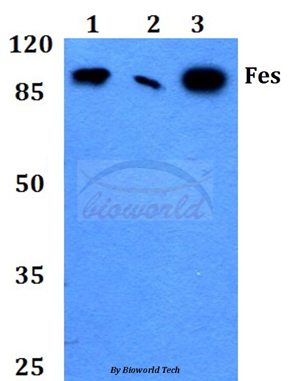 Anti-Fes (K161) Antibody
