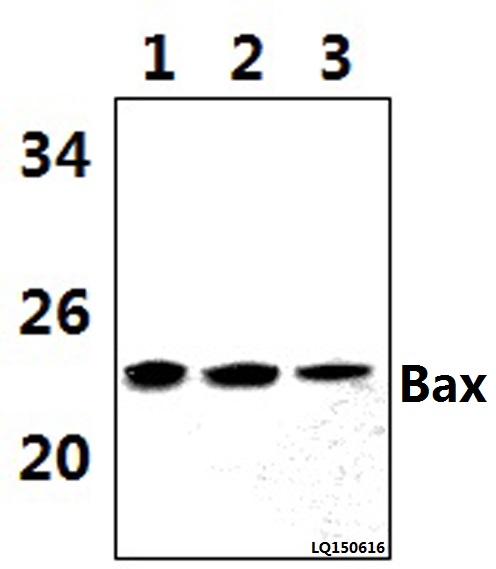 Anti-Bax (C62) Antibody