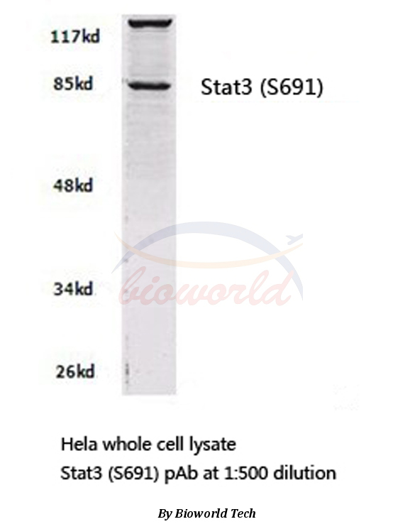 Anti-Stat3 (S691) Antibody