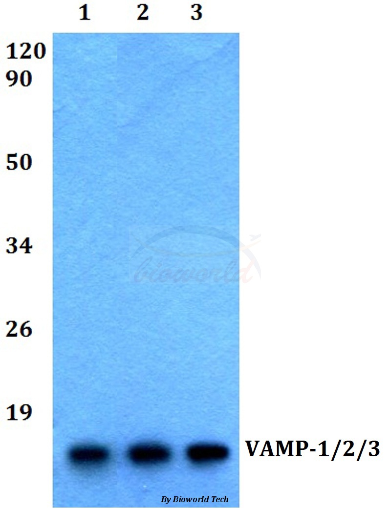 Anti-VAMP-1/2/3 (D70) Antibody