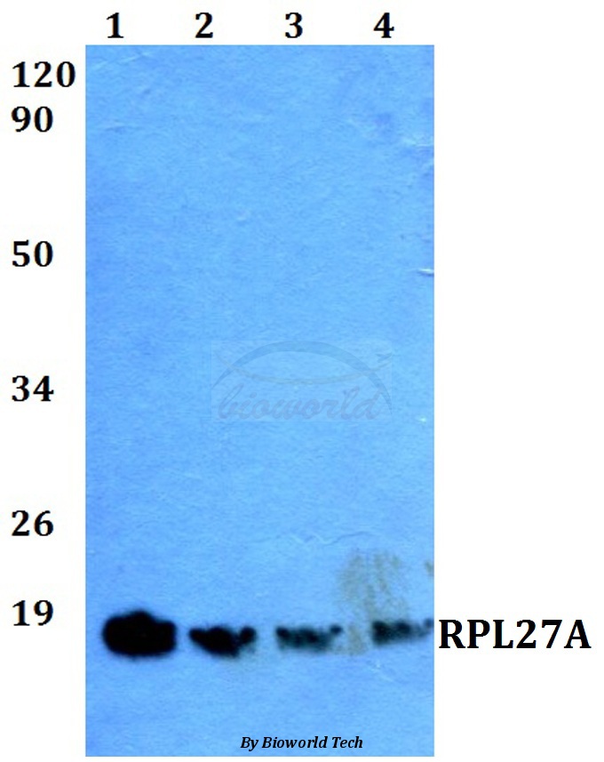 Anti-RPL27A (V140) Antibody