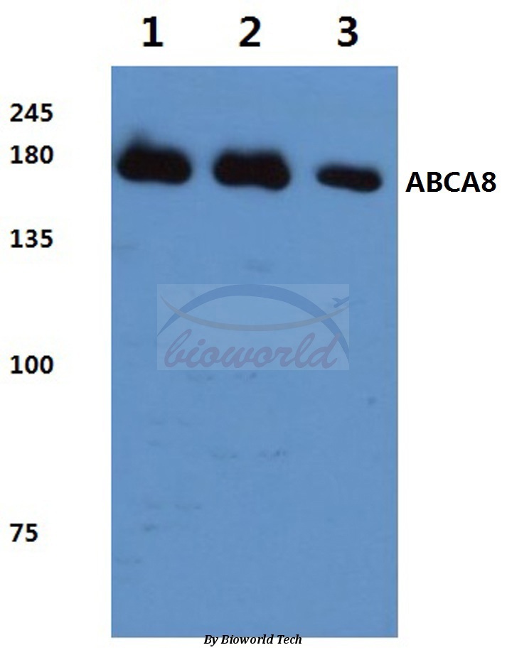 Anti-ABCA8 (F1195) Antibody