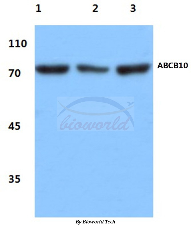 Anti-ABCB10 (E479) Antibody