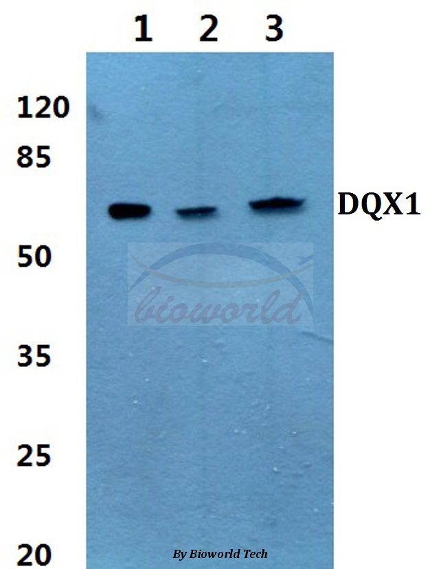 Anti-DQX1 (L595) Antibody