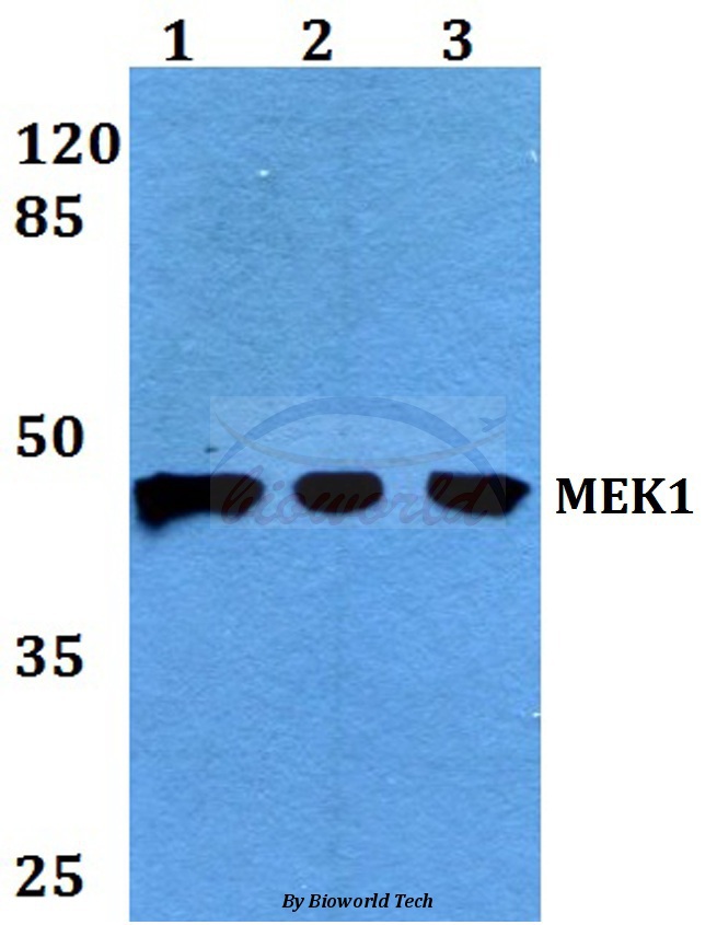 Anti-MEK1 (P293) Antibody