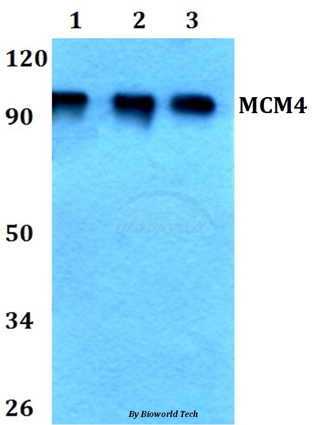 Anti-MCM4 (P50) Antibody