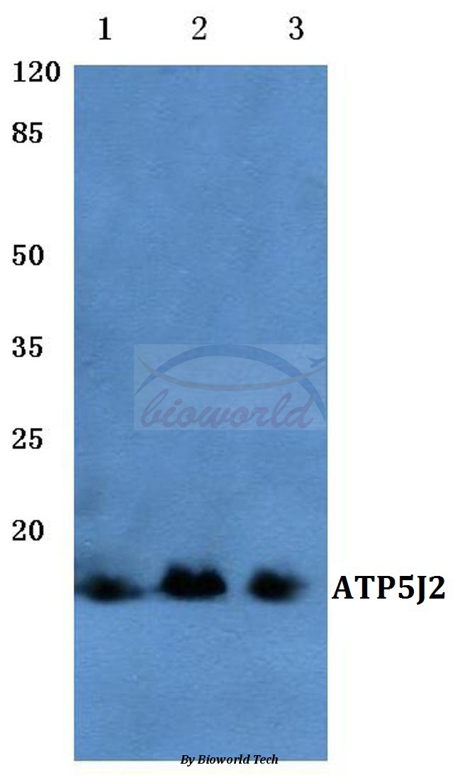 Anti-ATP5J2 (G42) Antibody