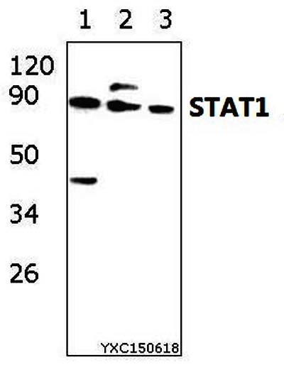 Anti-Stat1 (D721) Antibody