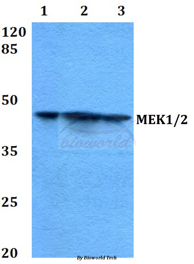 Anti-MEK1/2 (S211) Antibody