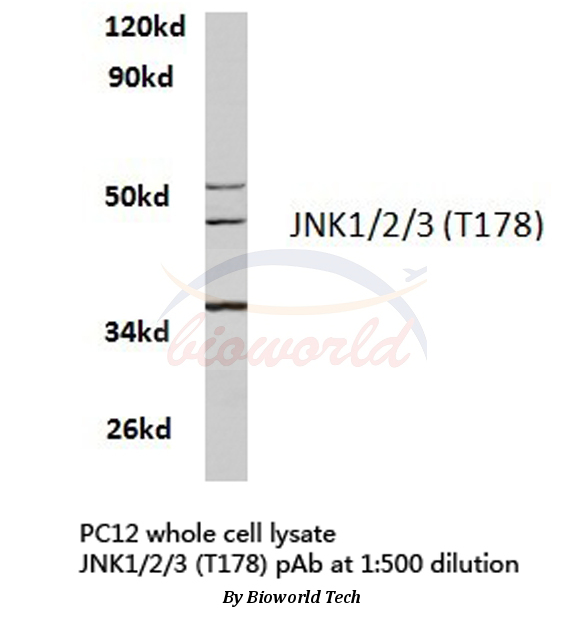 Anti-JNK1/2/3 (T178) Antibody