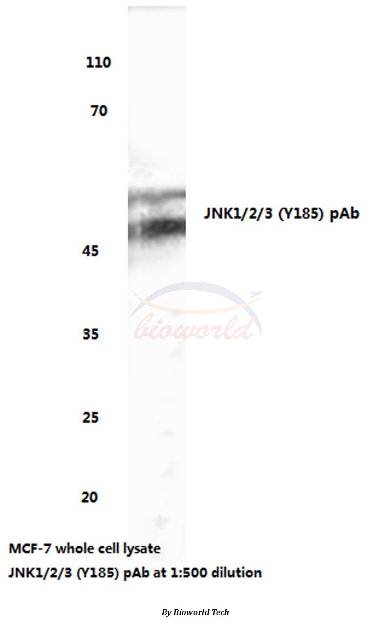 Anti-JNK1/2/3 (Y185) Antibody