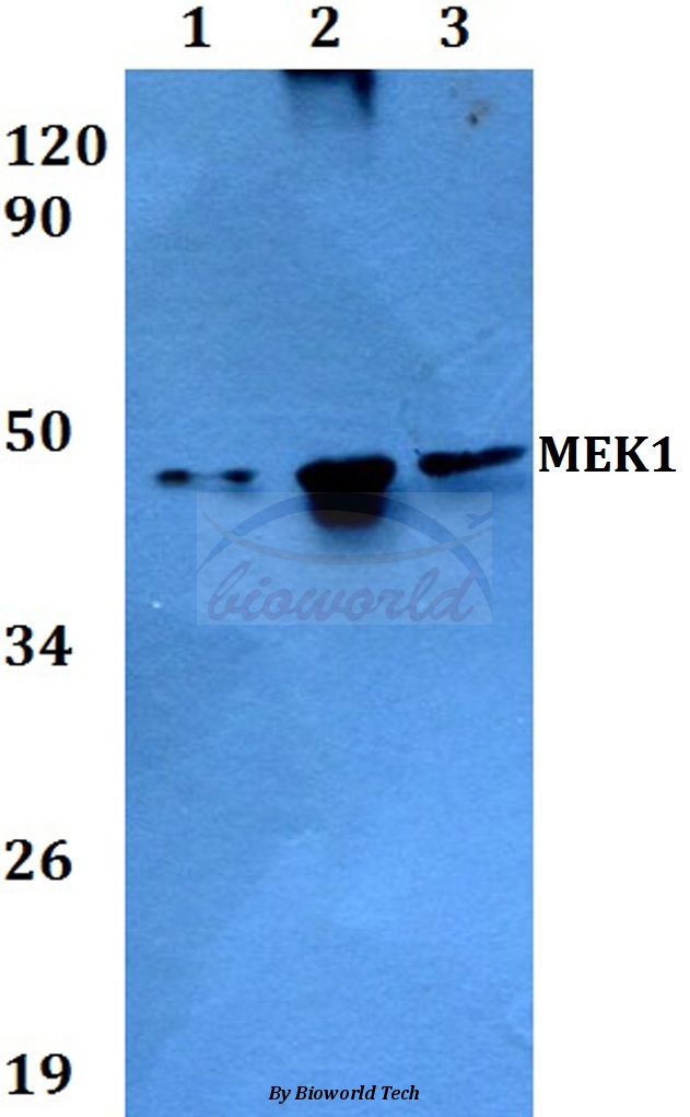 Anti-MEK1 (T286) Antibody