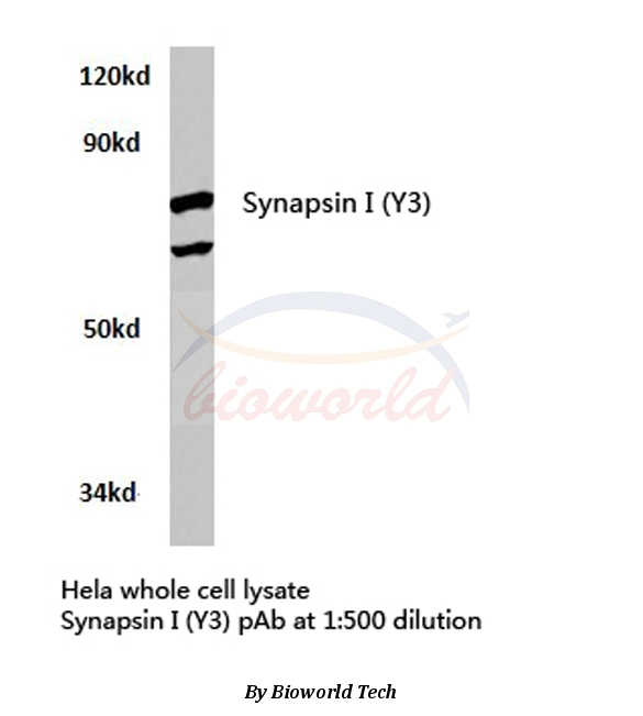 Anti-Synapsin I (Y3) Antibody