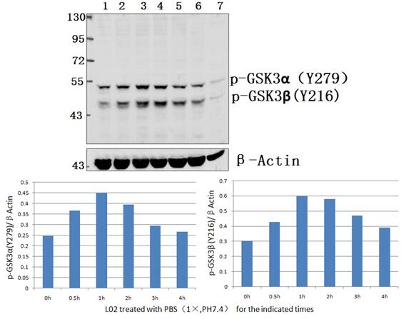 Anti-GSK3alpha/beta (phospho-Y279/216) Antibody