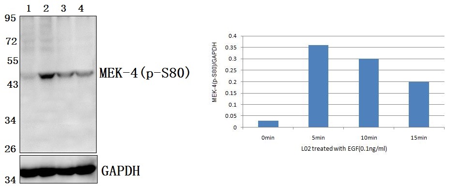 Anti-MEK-4/ MAP2K4 (phospho-S80) Antibody