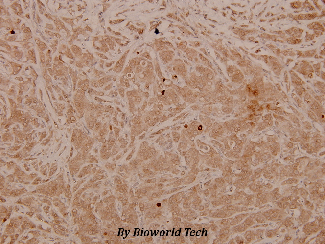 Anti-MEK-4/ MAP2K4 (phospho-T261) Antibody