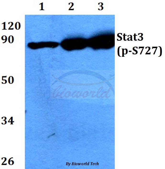 Anti-Stat3 (phospho-S727) Antibody