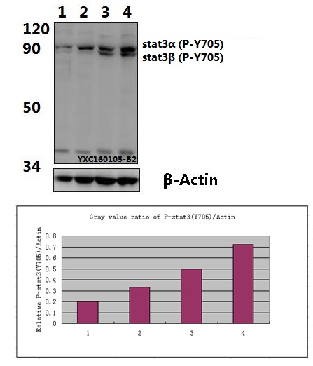 Anti-Stat3 (phospho-Y705) Antibody