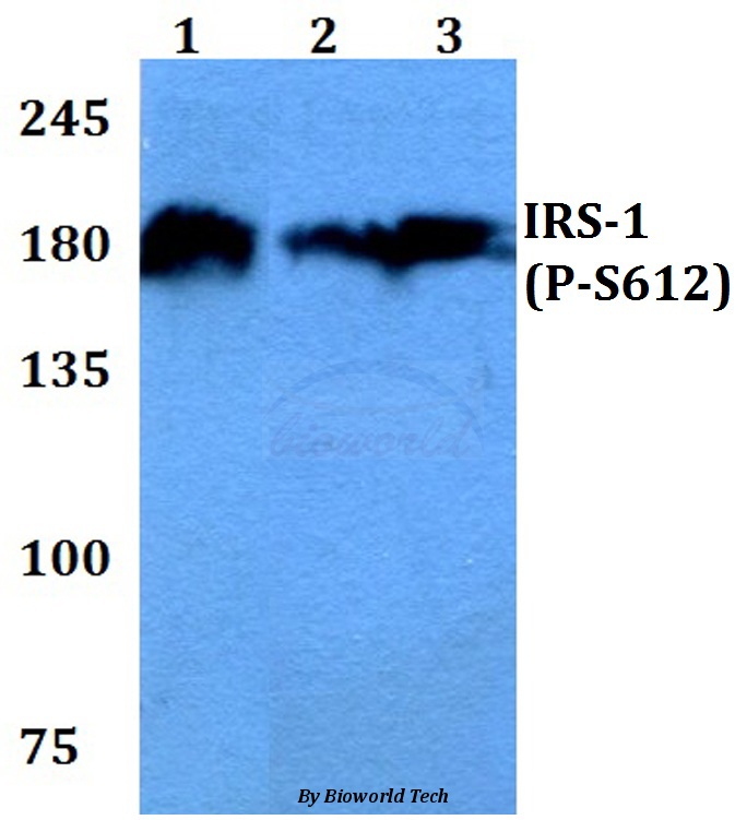 Anti-IRS-1 (phospho-S612) Antibody