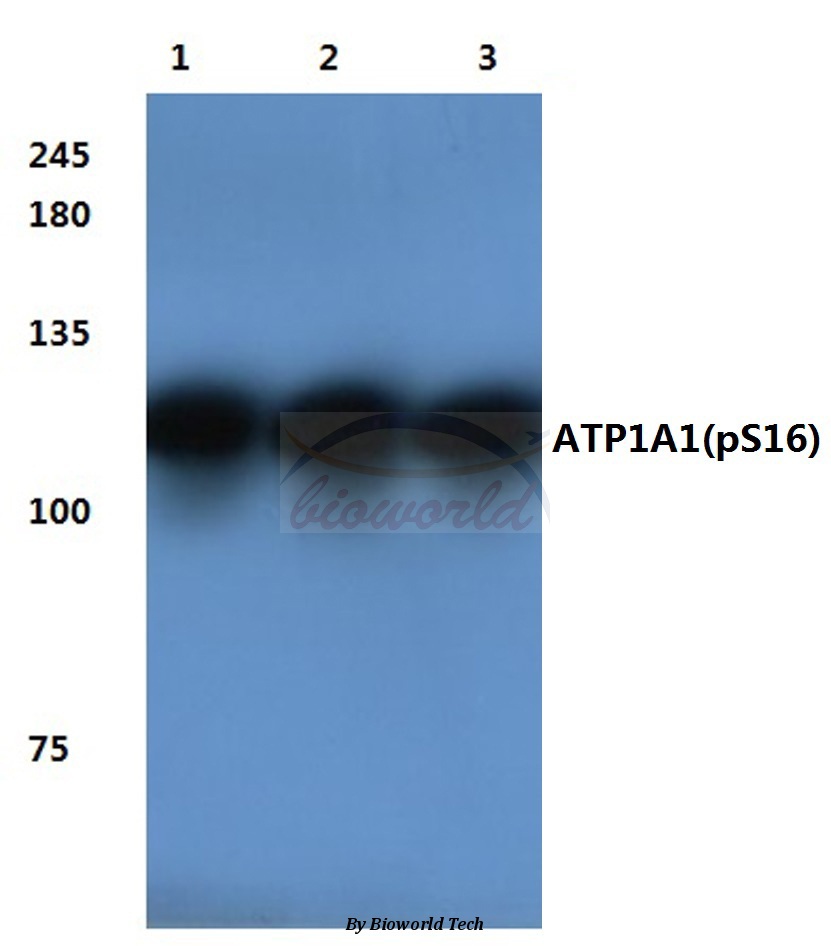 Anti-Na+/K+-ATPase alpha1 Antibody
