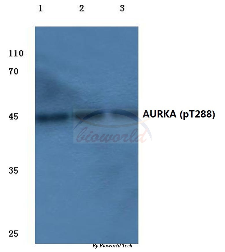 Anti-AURKA (phospho-T288) Antibody